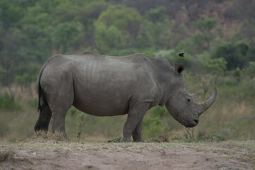 Obraz premium White Rhino
