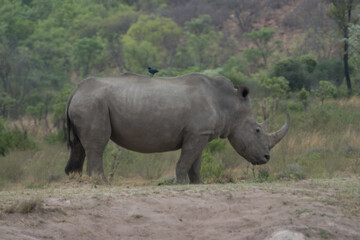 Obraz premium White Rhino