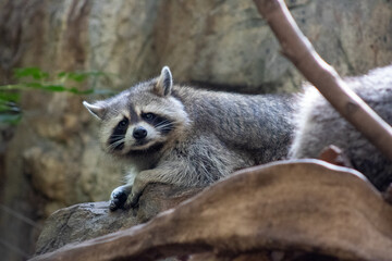 Raccoon on a tree looking at camera 