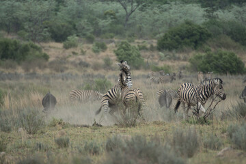 Fototapeta na wymiar fighting zebras