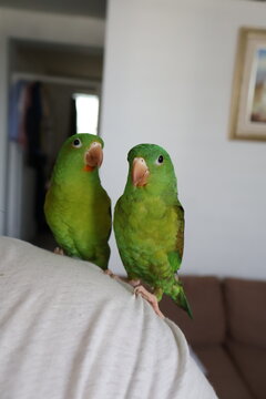 Pericos en casa, hermanitos
