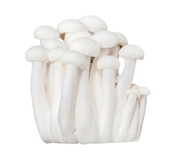 White shimeji mushroom