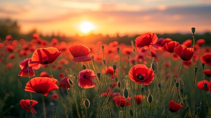 A field of wild poppies at sunset, with the flowers positioned at the lower edge of the frame.