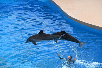 dolphin jumping in water