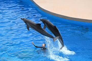 Obraz premium pair of dolphins