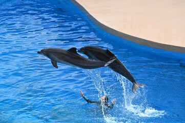 dolphin jumping out of water