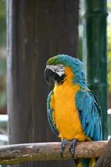 blue and yellow macaw