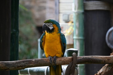 blue and yellow macaw
