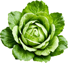 Fototapeta premium cabbage vegetable of head