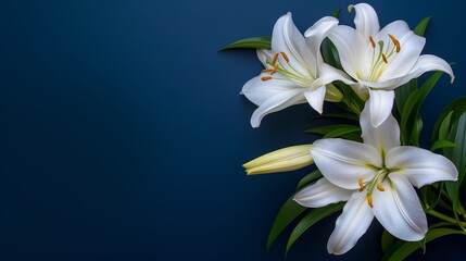 Fototapeta na wymiar An elegant composition of white lilies against a deep blue backdrop, positioned on the right. 