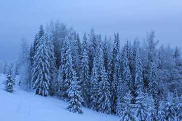 snow covered trees