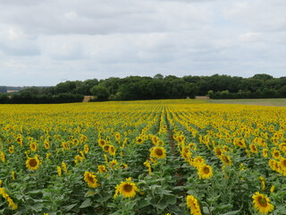 Fototapeta na wymiar sunflower flower seeds natural food yellow large field sun