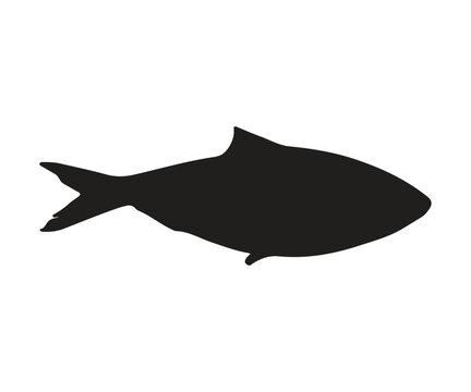 ilisha hilsa fish silhouette, white background