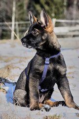 A gray German Shepherd puppy in a garden in Bredebolet in Skaraborg in Vaestra Goetaland in Sweden
