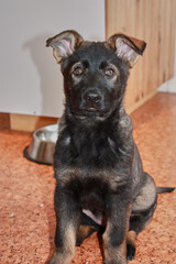 A gray German Shepherd puppy in a kitchen in Bredebolet in Skaraborg in Vaestra Goetaland in Sweden