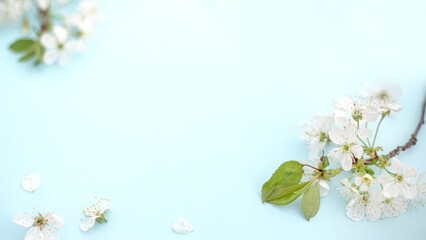 Banner Spring white cherry blossom branches on blue. Floral pattern. Space for text. Banner or template. View from above, flat lay.