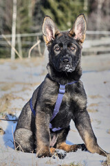 A gray German Shepherd puppy in a garden in Bredebolet in Skaraborg in Vaestra Goetaland in Sweden
