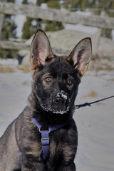 A gray German Shepherd puppy in a garden in Bredebolet in Skaraborg in Vaestra Goetaland in Sweden