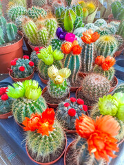 Fototapeta premium Colorful of beautiful cactus or succulents in the pot pattern background