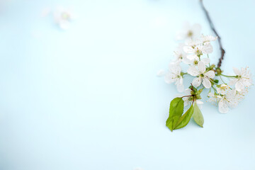 Banner Spring white cherry blossom branches on blue. Floral pattern. Space for text. Banner or template. View from above, flat lay.
