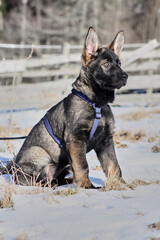 A gray German Shepherd puppy in a garden in Bredebolet in Skaraborg in Vaestra Goetaland in Sweden