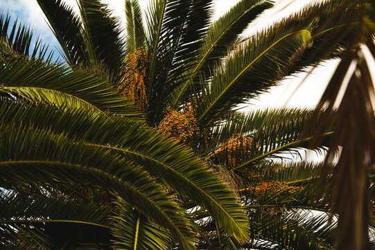 Palme im Detail mit Fr&uuml;chten