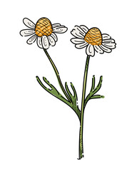 Chamomile flower with green stem colorful hand drawn sketch for drawing book vector illustration isolated on white background
