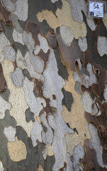 close up of tree bark on tree trunk abstract design background backdrop of shapes and pattern of peeling bark on tree on street corner in Palermo sicily italy vertical wallpaper grey brown and yellow 