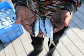 fish market - Barka, Muscat, Oman