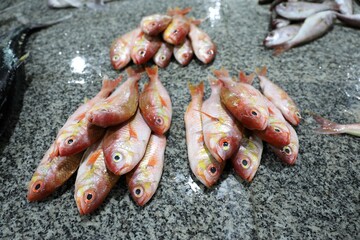 fish market - Barka, Muscat, Oman