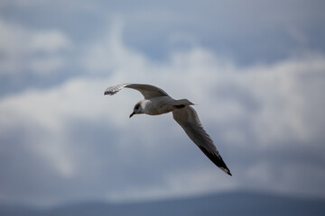 Ring-billed Gull (Larus delawarensis) in North America