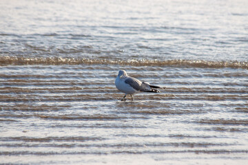 Ring-billed Gull (Larus delawarensis) in North America