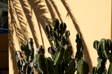 Eine kektee steht vor einer gelben wand auf der sich palmwedel als schatten in der sonne abzeichnen