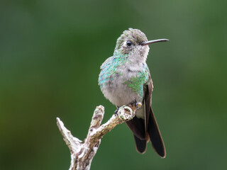 Zunzun esmeralda cubano  © AngelMiguel