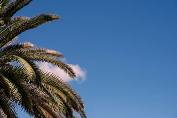 Poster Palme vor blauem himmel urlaub auf den kanaren in spanien mit blank space für text oder als design hintergrund © MG-Pictures