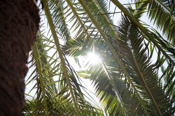 die sonne bricht durch palmwedel