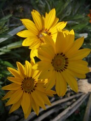 yellow flowers in the garden