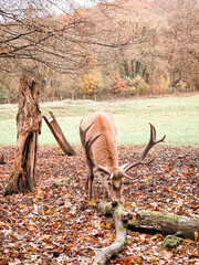 Deer in the wild eating amidst fall foliage 