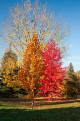 feuillages d'automne &agrave; l'arboretum de Ch&egrave;vreloup dans les Yvelines en France