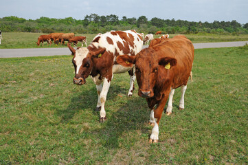 Fototapeta na wymiar cows herd in a meadow in Sweden