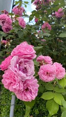 pink and white roses