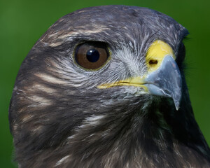 Common buzzard (Buteo buteo)