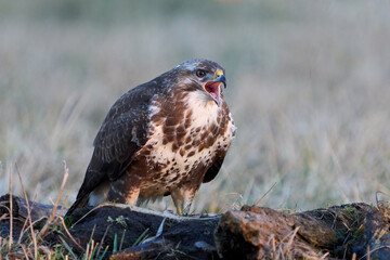 Common buzzard (Buteo buteo)