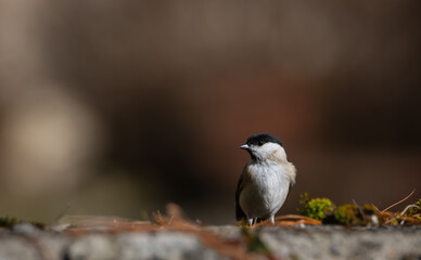 Fototapeta premium Marsh Tit or Black capped chickadee (Poecile montanus), resting on a stone wall