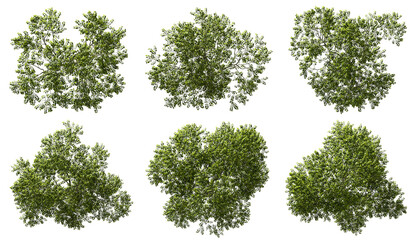 Aerial view greenery forest trees canopy cut out transparent backgrounds 3d render png - obrazy, fototapety, plakaty