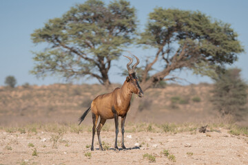 Naklejka na ściany i meble Red hartebeest, Cape hartebeest or Caama - Alcelaphus buselaphus caama with green tree and sky in background. Photo from Kgalagadi Transfrontier Park in South Africa.