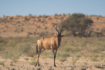 Red hartebeest, Cape hartebeest or Caama - Alcelaphus buselaphus caama with redu dunes and blue sky in background. Photo from Kgalagadi Transfrontier Park in South Africa.