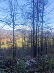 morning in the forest