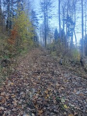 path in the woods