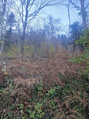 morning in the forest